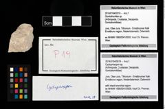 Foto (Objekt + Etikett) von Cycloprosopon sp.  (NHMW-GEO-2014-0194-0019)